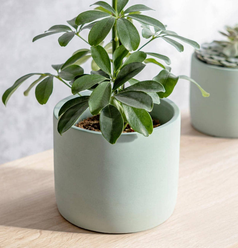 Garden Trading Green Cement Plant Pot in 18cm